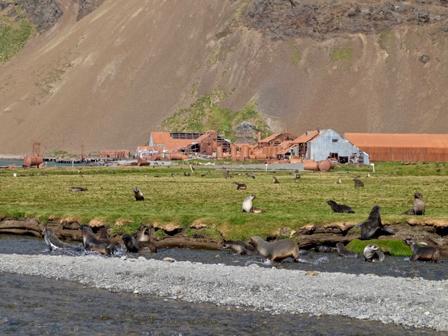 romping fur seals at Stromness a deserted whaling station